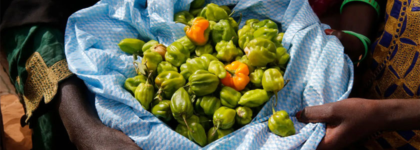 decouverte gastronomie senegal 00