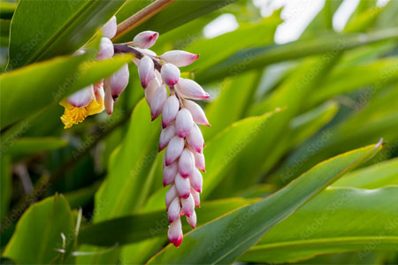 okinawa japon cote tropical 01